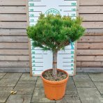 Borovica hustokvetá (Pinus densiflora) ´ALICE VERKADE´ - výška 80-90 cm, kont. C45L - NA KMIENKU